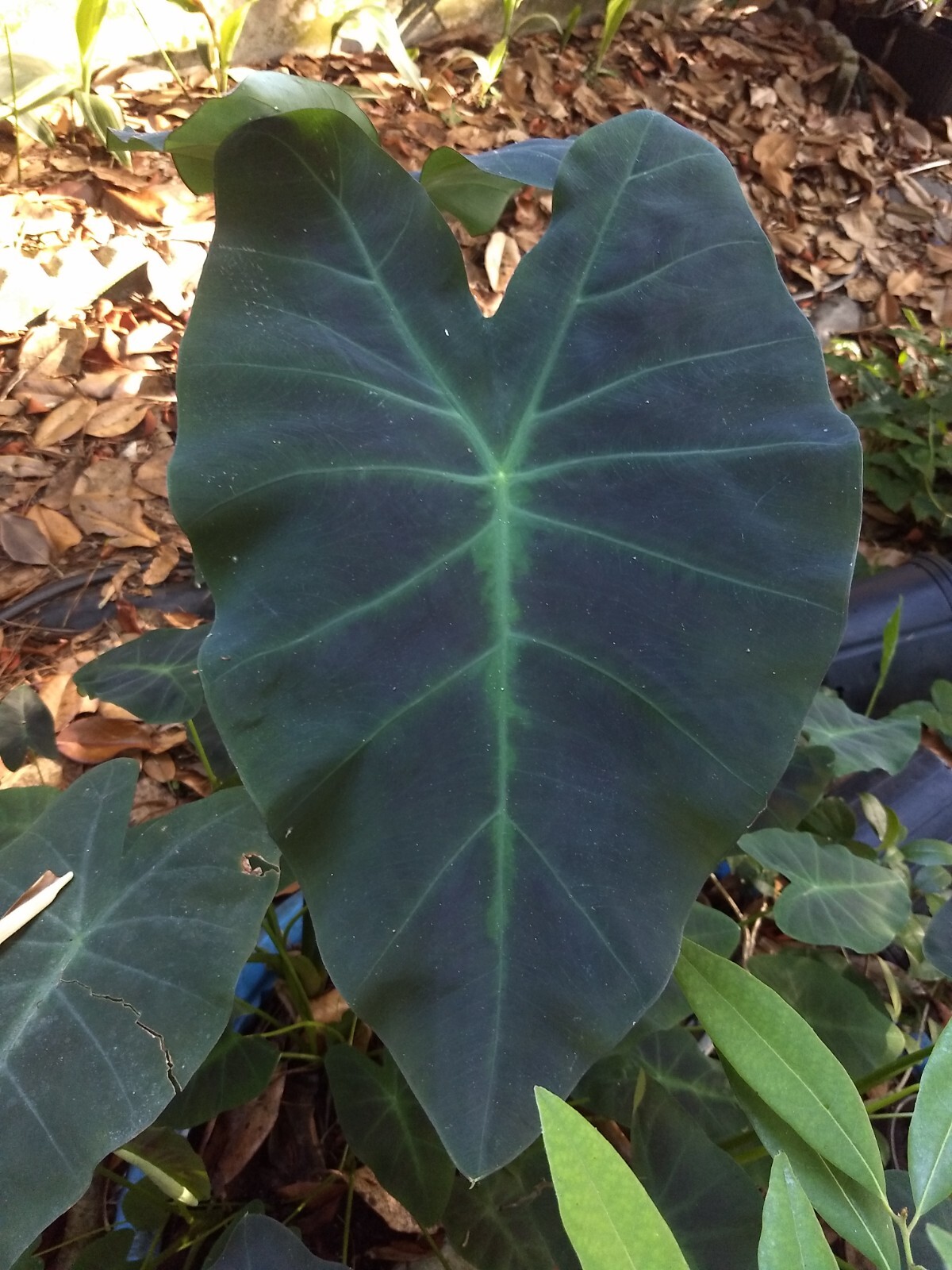 5 Colocasia ‘Black Beauty’ PLANTS (Not Little Starter Plants) Elephant Ear