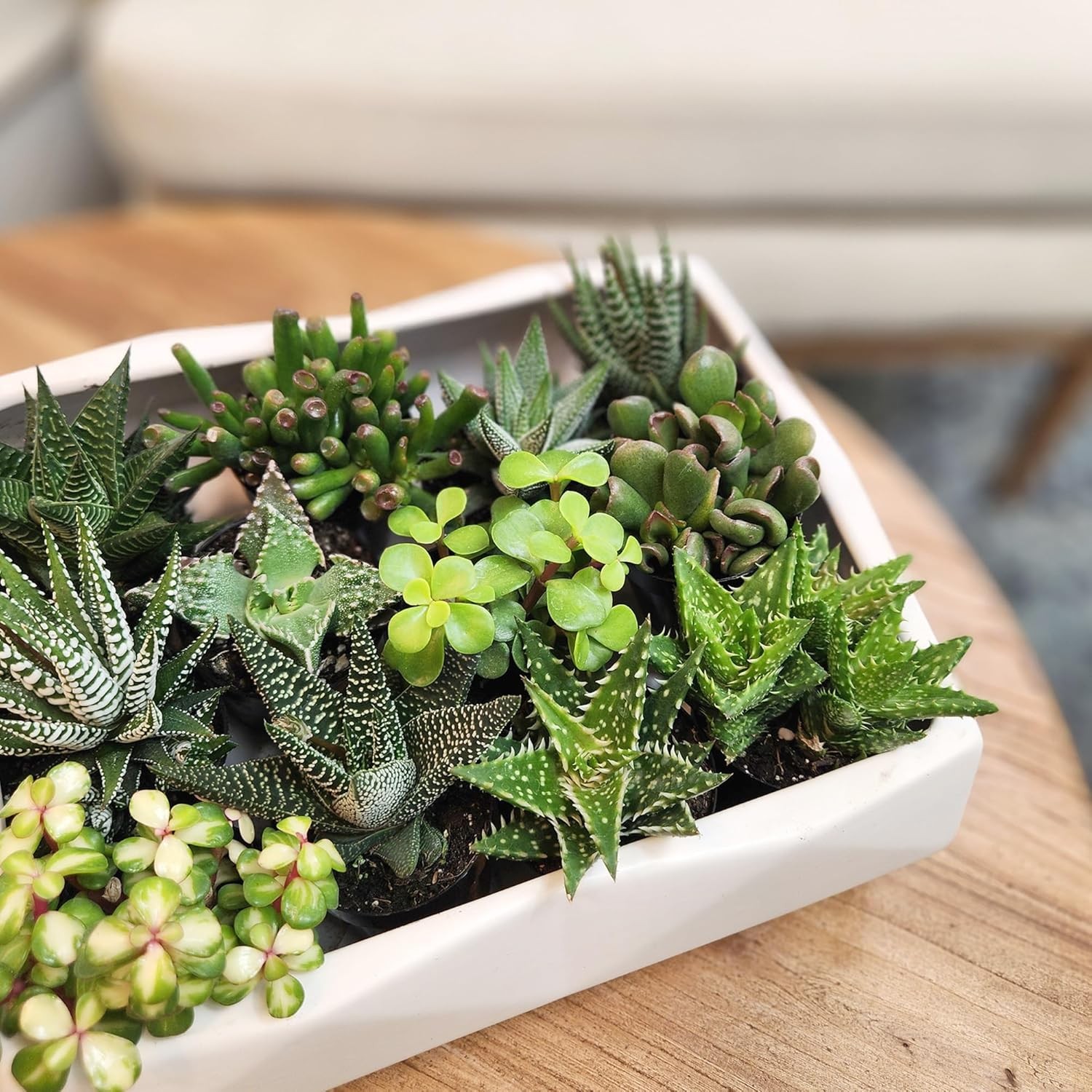 Altman Plants, Assorted Succulents Plants Live Houseplants (8PK), Succulent Plan