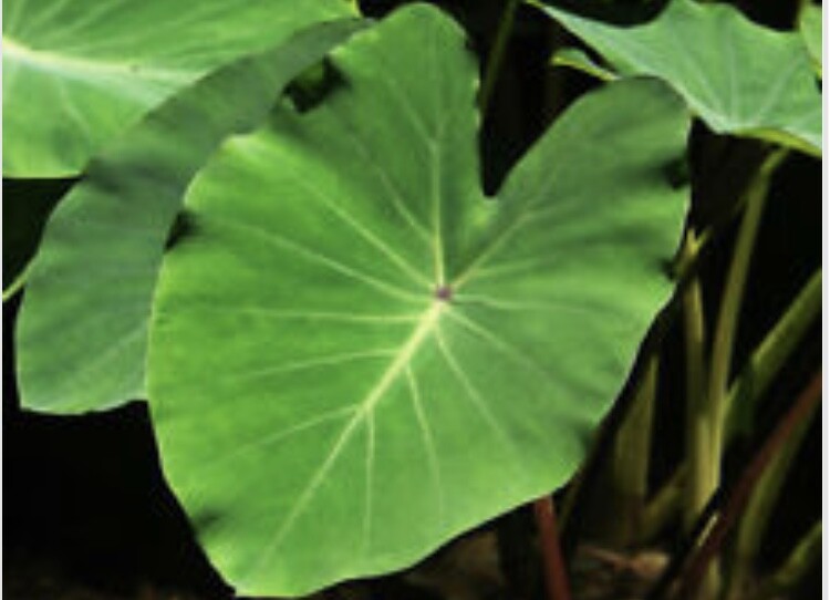 3PCS BORNEO ELEPHANT EAR TARO ALOCASIA MACRORRHIZA READY TO PLANT