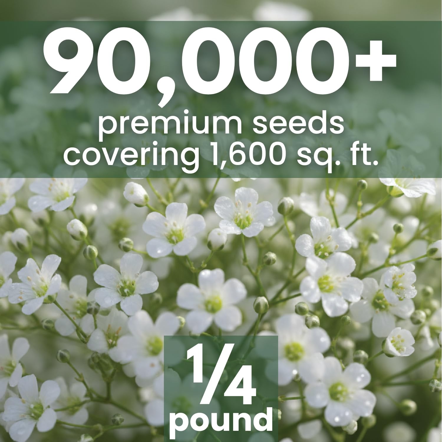 Buy 90,000 Baby’s Breath Seeds for Planting – 4 Ounce Pouch, 2026 Season