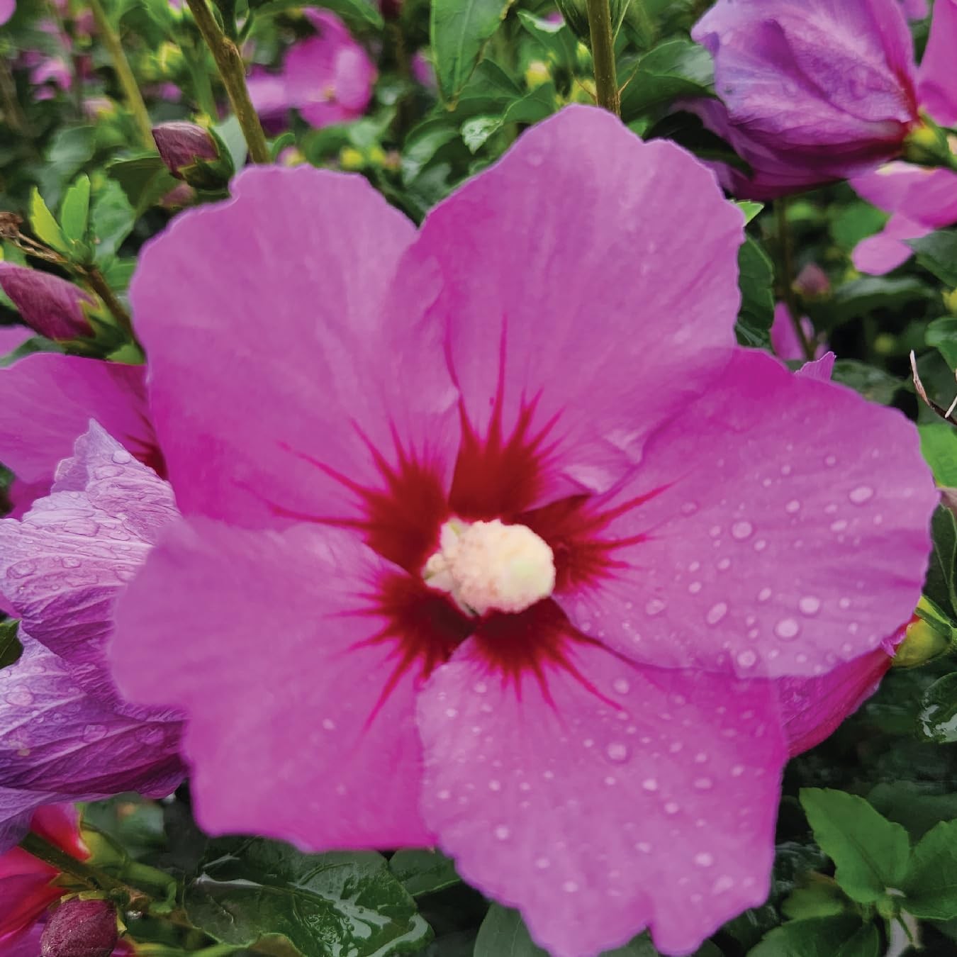 Live Plant From Green Promise Farms – Hibiscus Syriacus Lil Kim Violet Rose Of