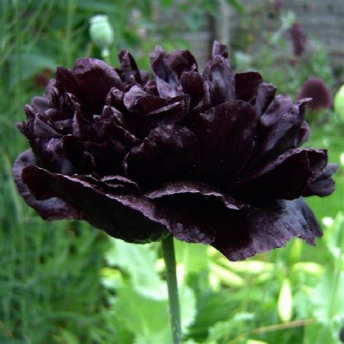 Black Cloud Peony Poppy Seeds Double Petalled Black Papaever somniferum Heirloom