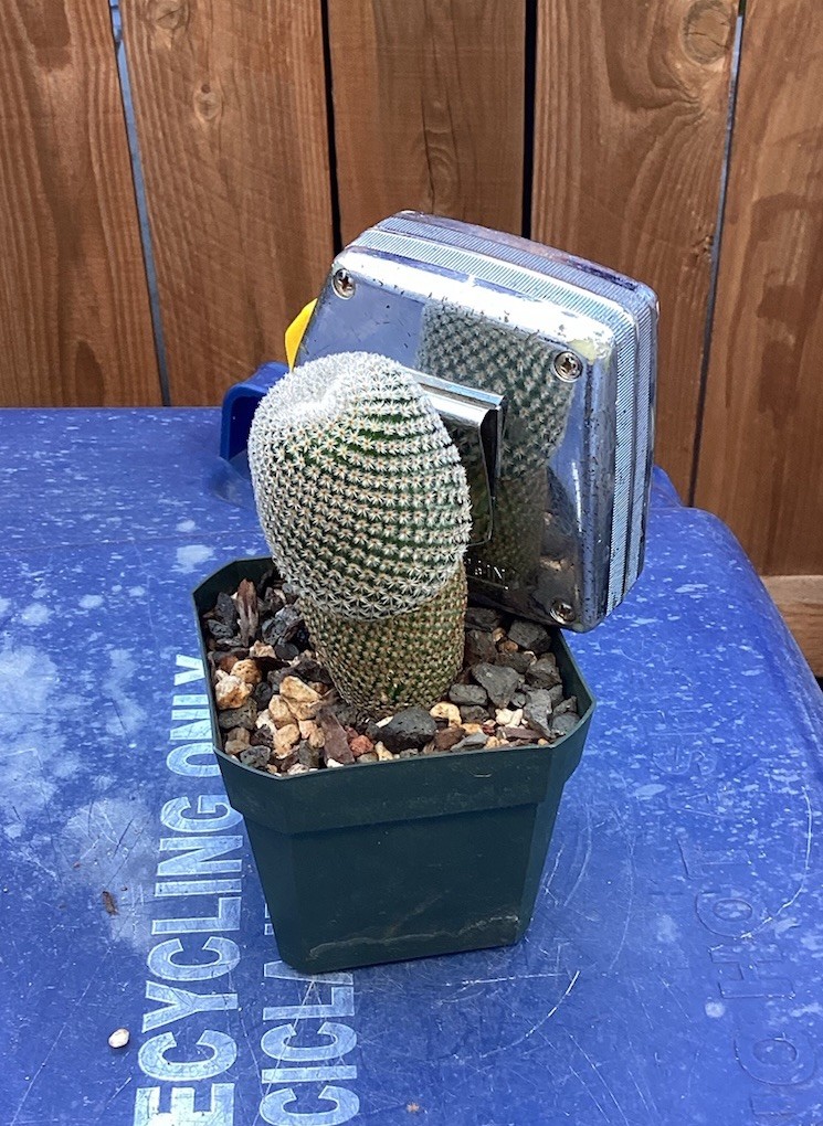 Beautiful-Mammillaria Crucigera RARE!!! Cactus (Own Roots) -Sold Potted As Shown