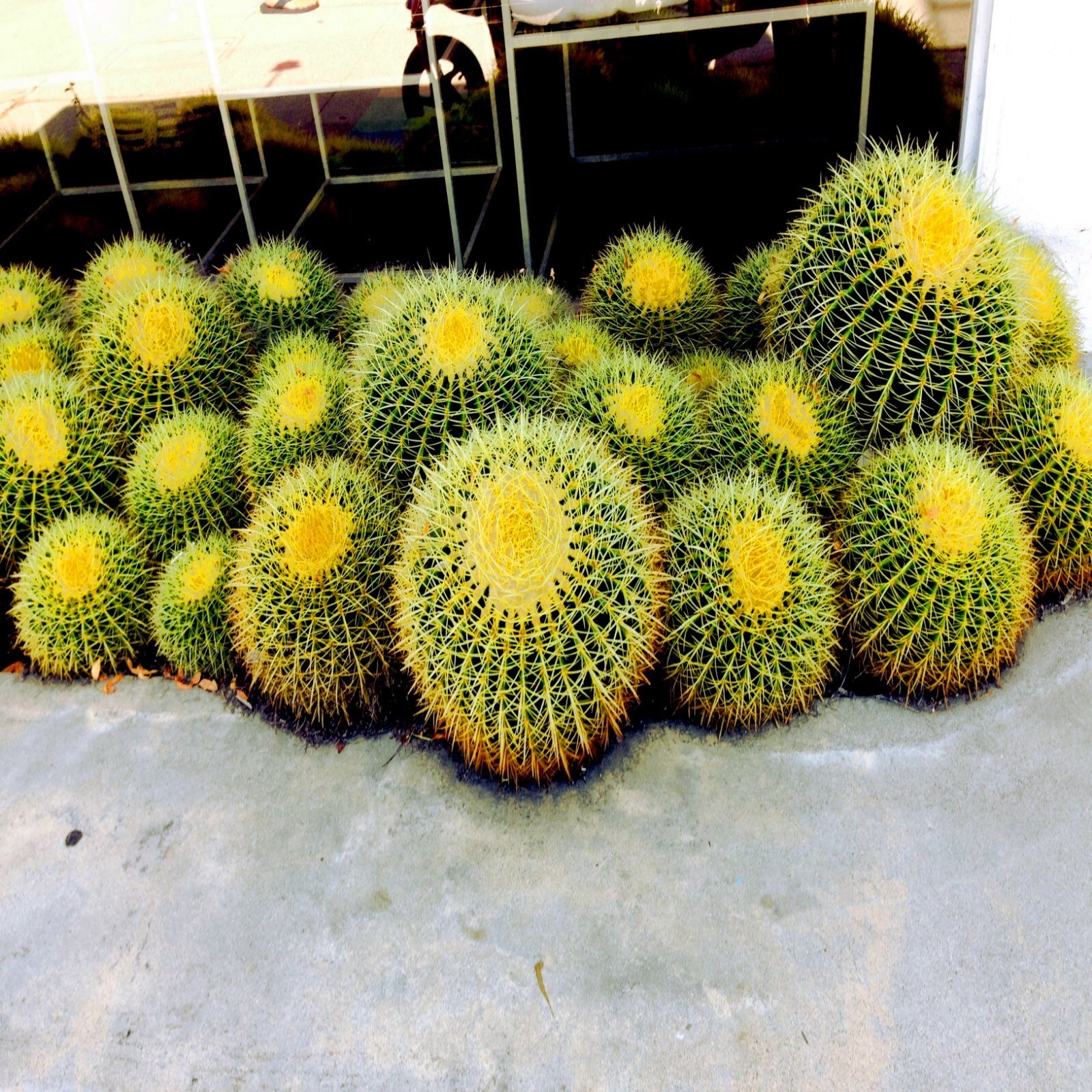 25 Golden Barrel Ball Cactus Seeds Echinocactus grusonii Flowering Cacti Plant