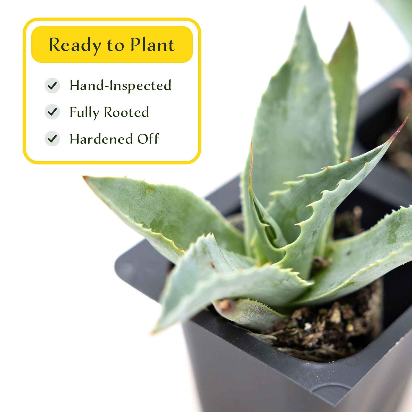 2 Whale’s Tongue Agave Succulent Plants in Nursery Cubes (Agave ovatifolia)