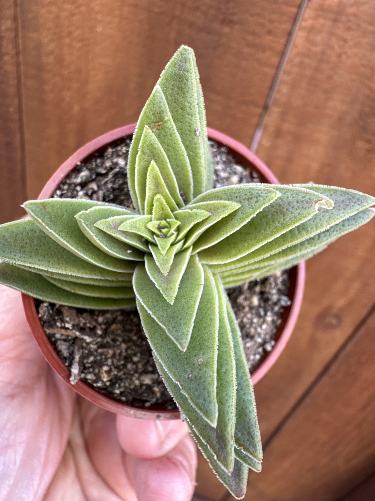Crassula Capitella “Campfire” – Live Succulent – Rooted Plant