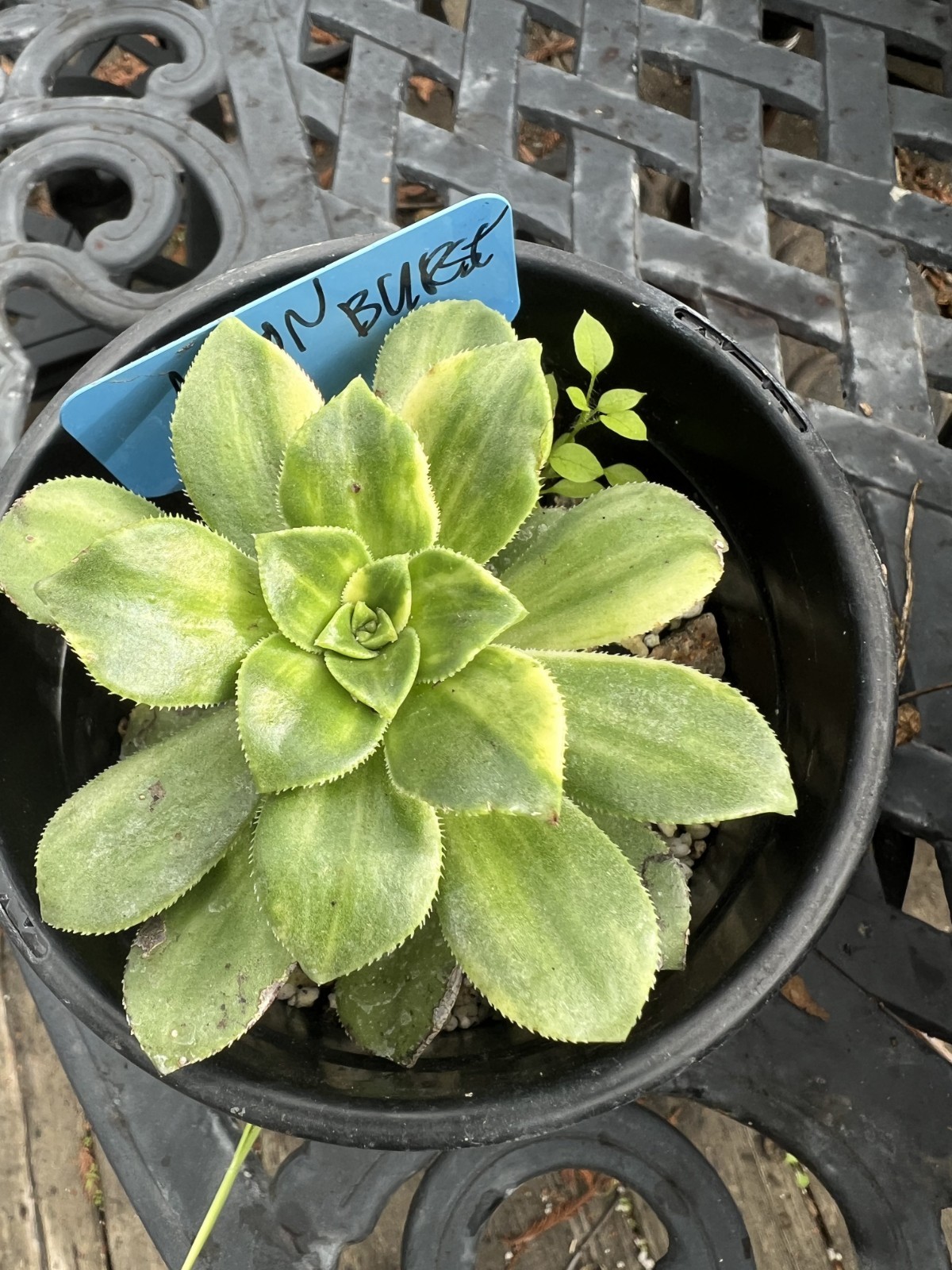 6 Cutting Rare Aeonium 3 to 5” Zwartkopf, Moon Burst, Merlot, Suncup, Blushing