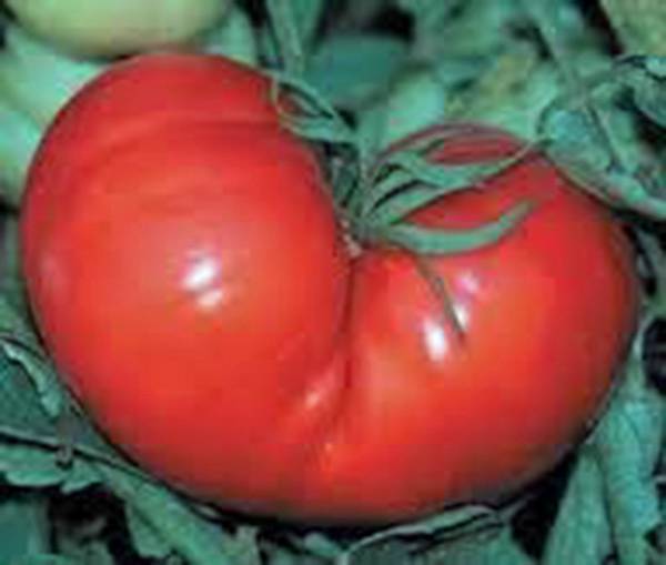 TOMATO SEED, RED PONDEROSA, HEIRLOOM, 100 SEEDS, NON GMO, LARGE TOMATO