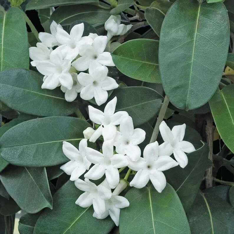 Madagascar jasmine ~GREEN LEAF STEPHANOTIS ~Small Rooted STARTER Plant~Fragrant!