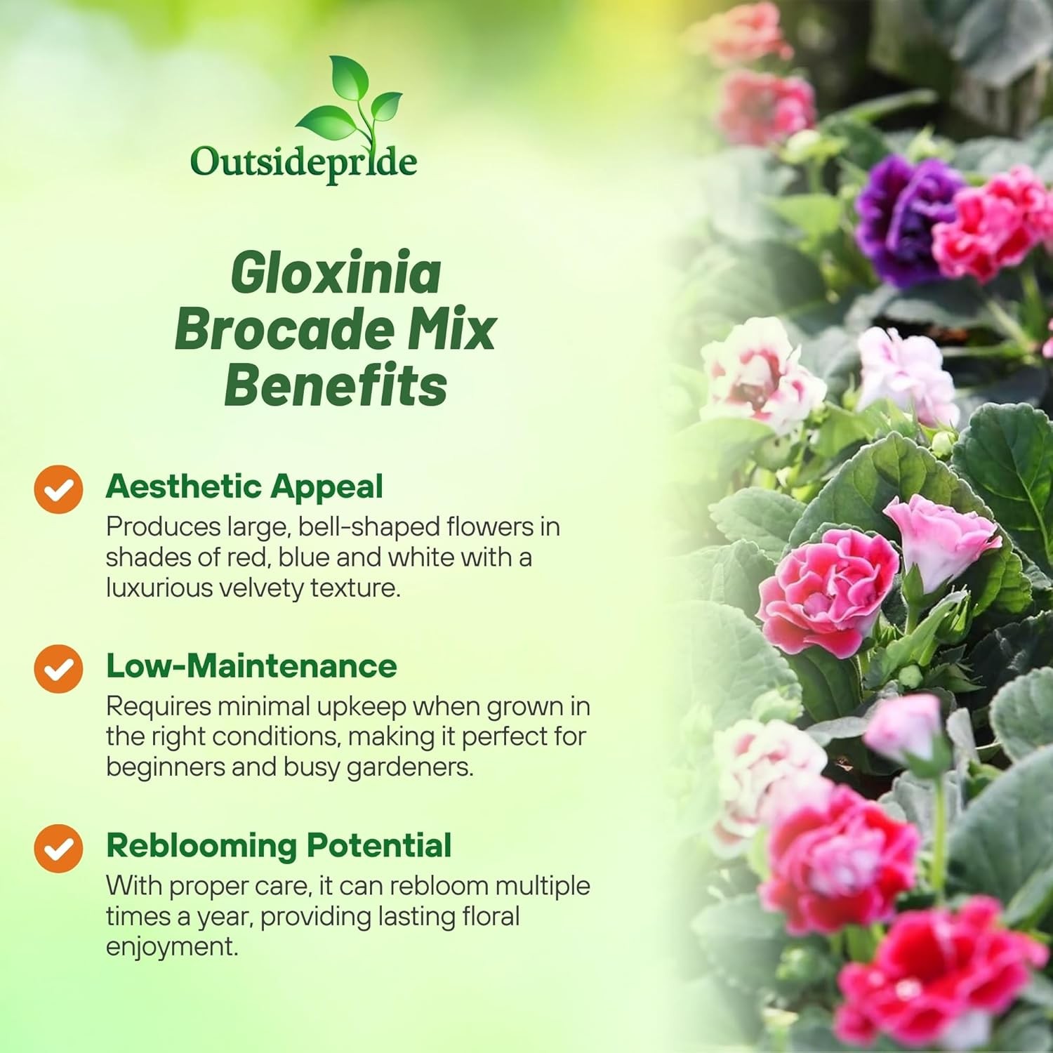 25 Seeds Gloxinia Seeds – Florist’s Gloxinia Sinningia Speciosa Flower Seed