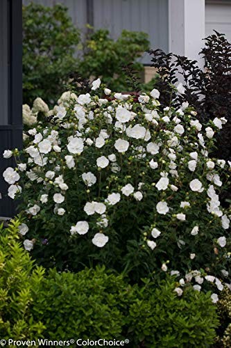 Green Promise Farms Proven Winners – Hibiscus Syriacus White Chiffon Rose Of