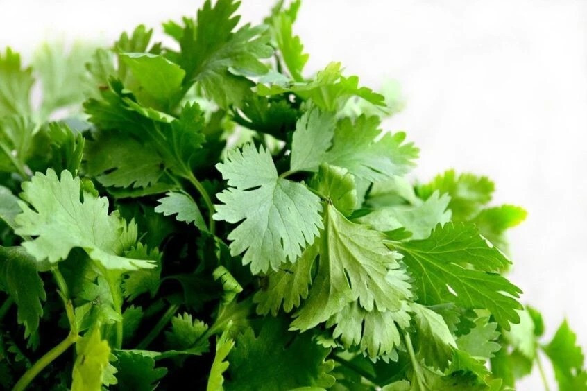 300+ Cilantro Seeds — Common ————– Heirloom — Organic
