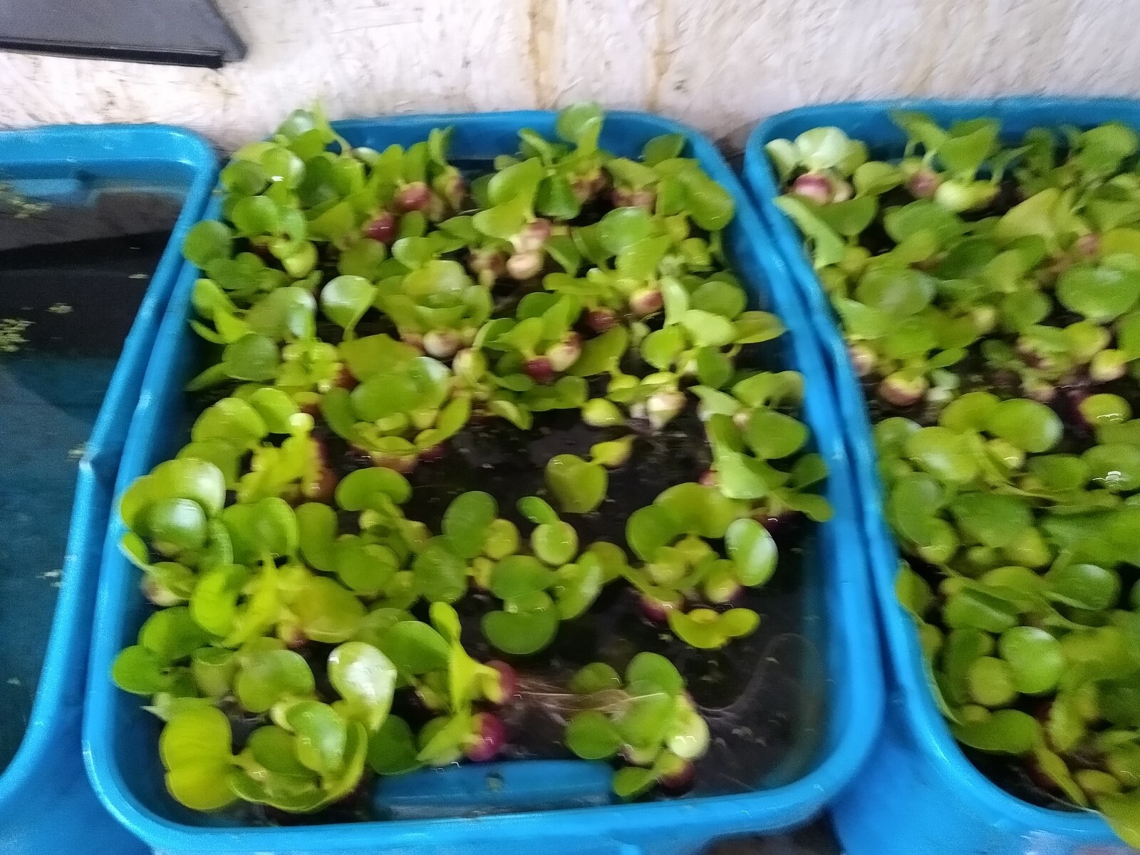 25 HELEN’S,WATER,HYACINTH,POND,PLANTS =75+ BULBS,100% ORGANIC GROWN,PA # OOO5DL