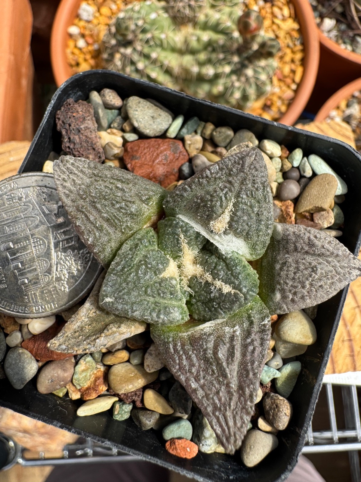 Ario fissuratus RS581A Seed grown Cactus Rare