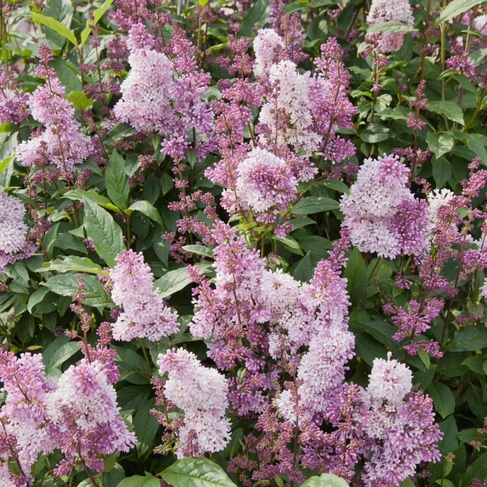Syringa x prestoniae ‘Donald Wyman’ LILAC 12+ INCHES LIVE PLANT
