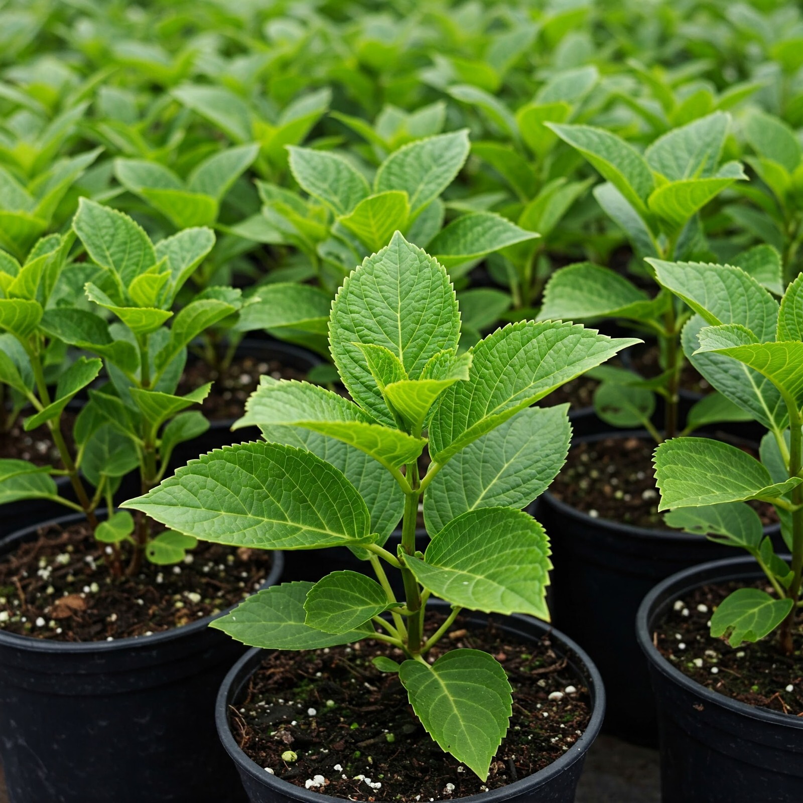 Annabelle Hydrangea Live Shrub Well Rooted Plant Flowering Outdoor 1 Gallon Pot