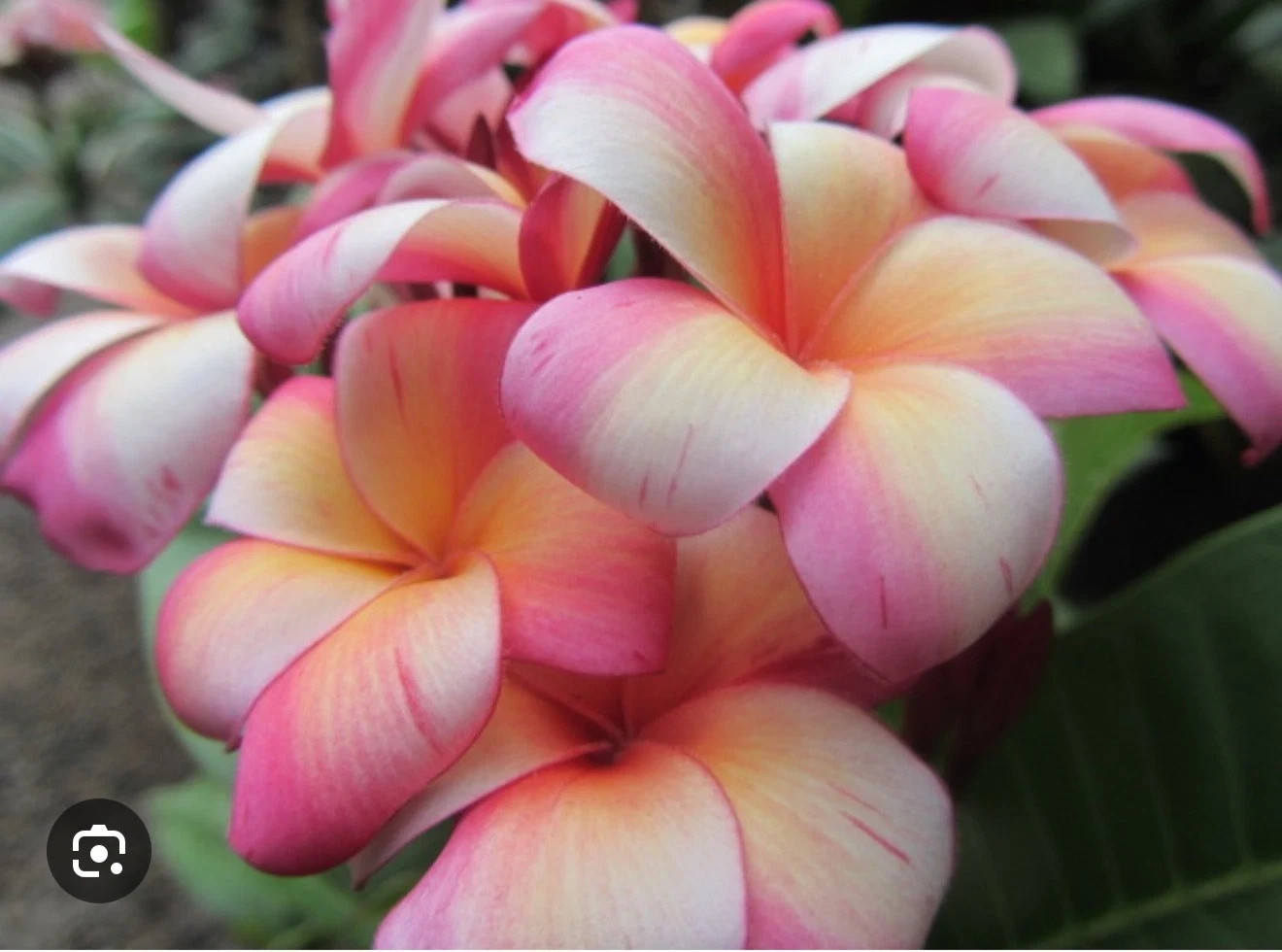 Eclipse-Plumeria Rubra Frangipani-SMALL Rooted Seedling Plant 4-6 inches