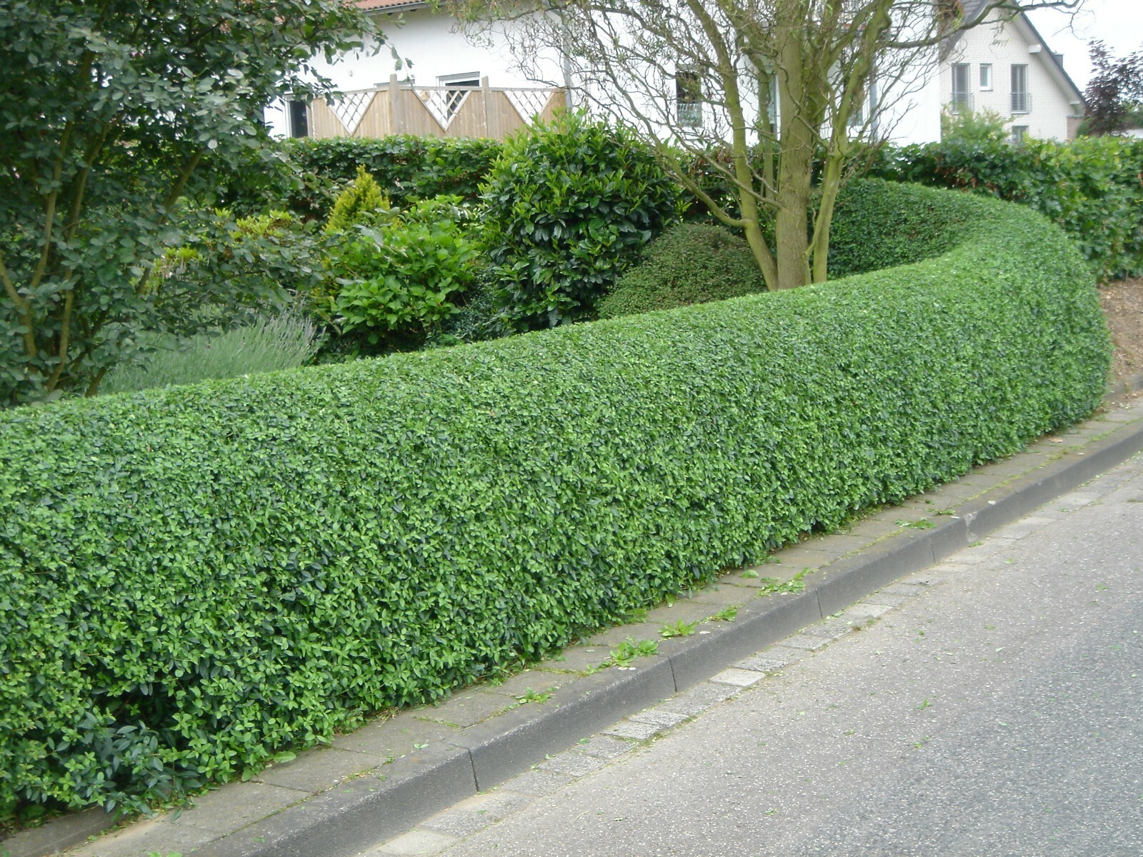 True Blue Sweet Myrtle (Myrtus communis L.) 30 Seeds (06)