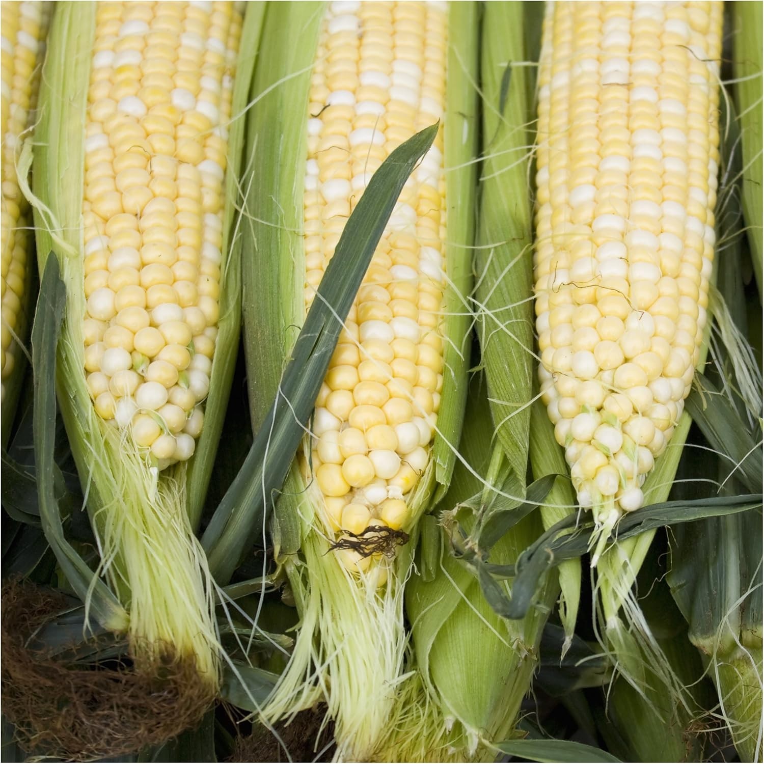 Delicious Peaches & Cream Non GMO Sweet Corn Seeds – 1.5 Ounce Bulk Package