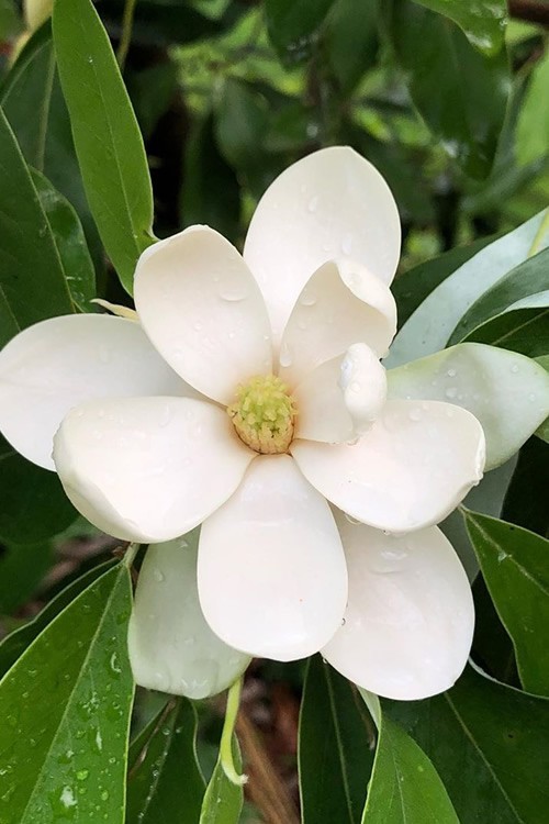 1 Sweetbay Magnolia Tree 12-24″ Magnolia virginiana Bare Root