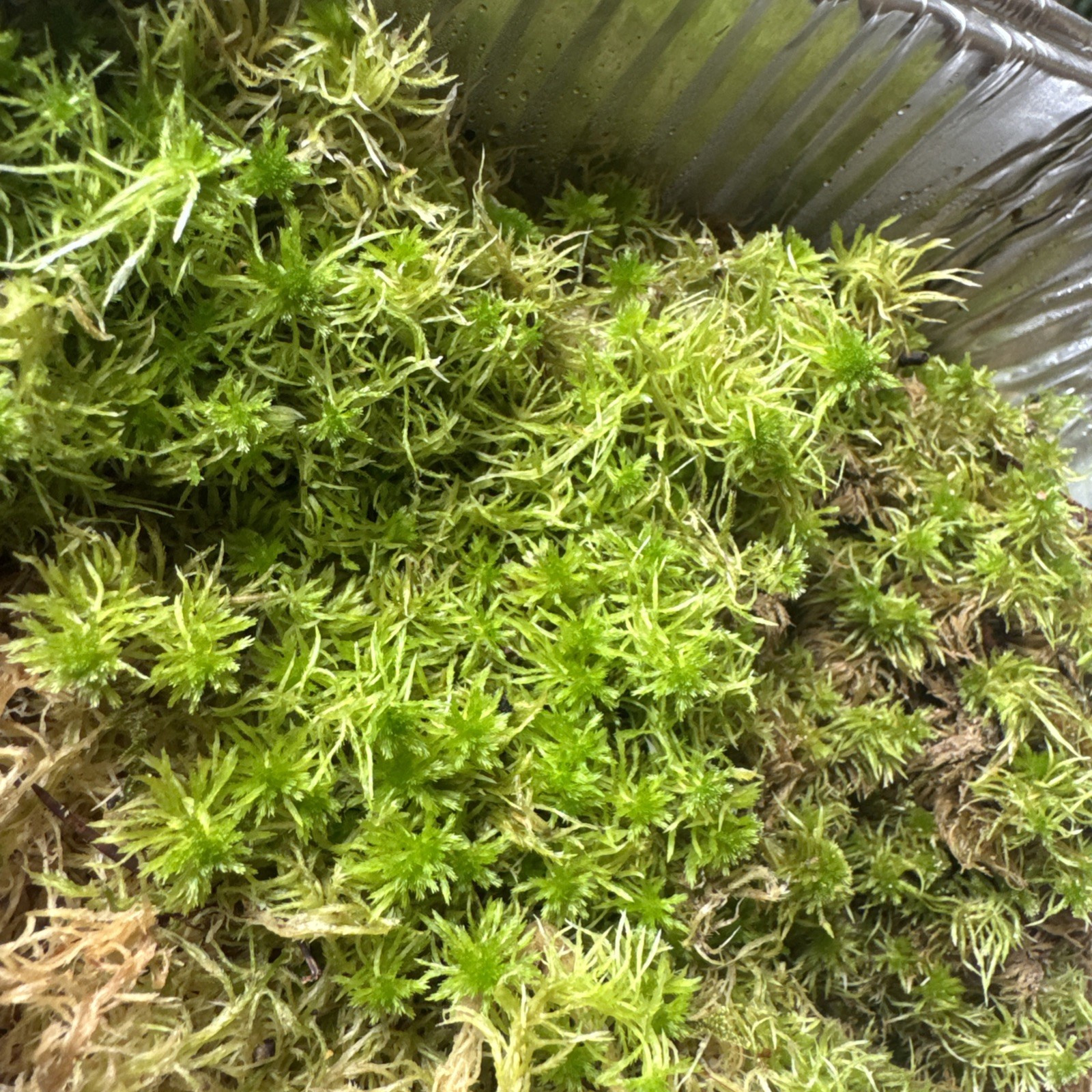 One Tray Live Long Fiber Organic Sphagnum Moss Orchids Carnivorous Plants