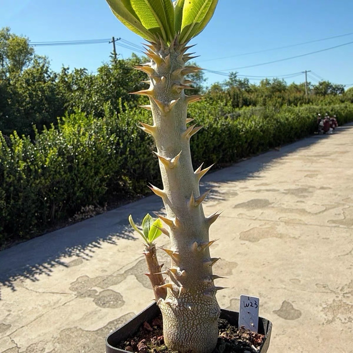 Pachypodium densiflorum Rare Caudex Succulent Exact Plant