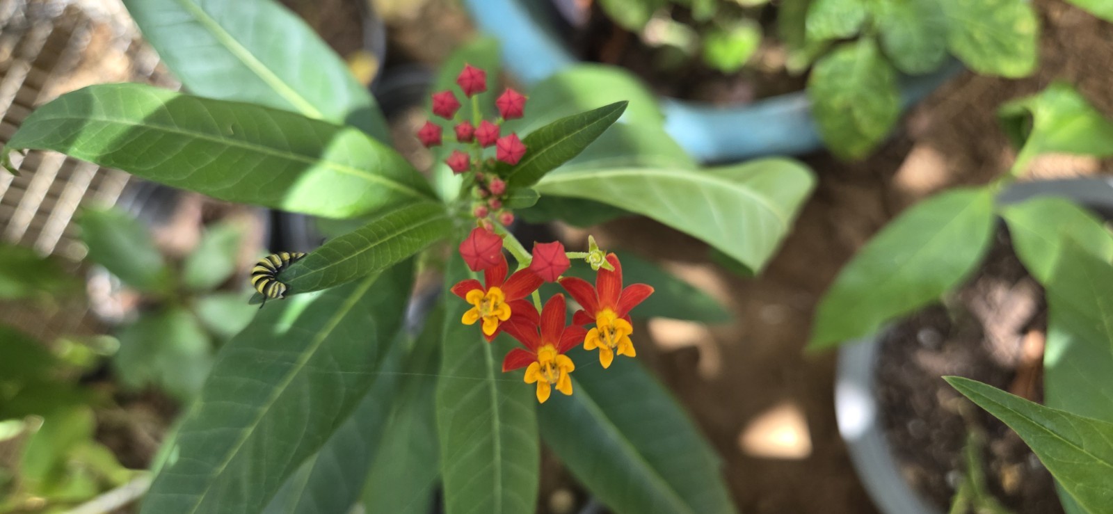 50 Tropical Milkweed Seeds – Monarch Host – Puerto Rico Native – Free Ship