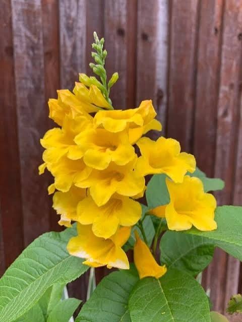 Yellow Bells Tecoma Stans – (1,000 Seeds + Detailed Growing Guide)