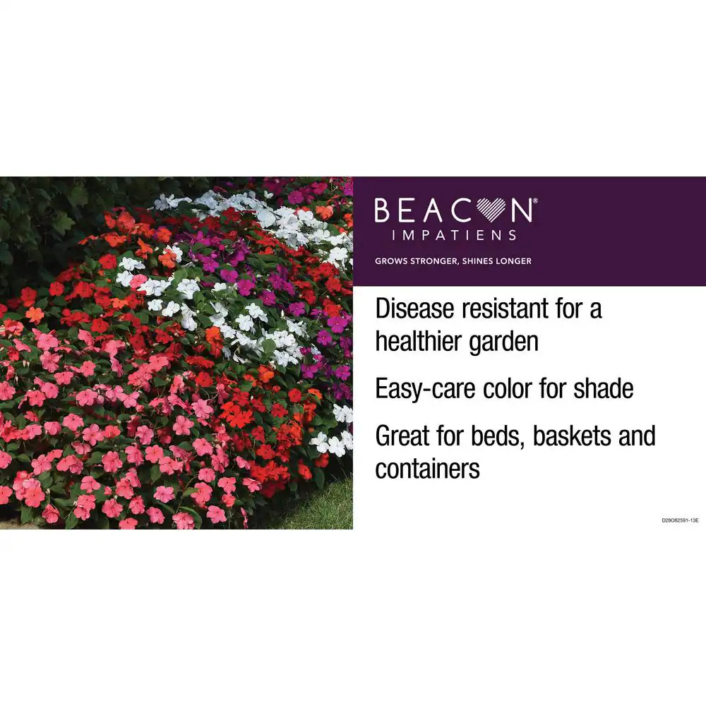 1.38 Pt. Beacon Lipstick Impatiens Outdoor Annual Plant with Hot Red-Pink Flower