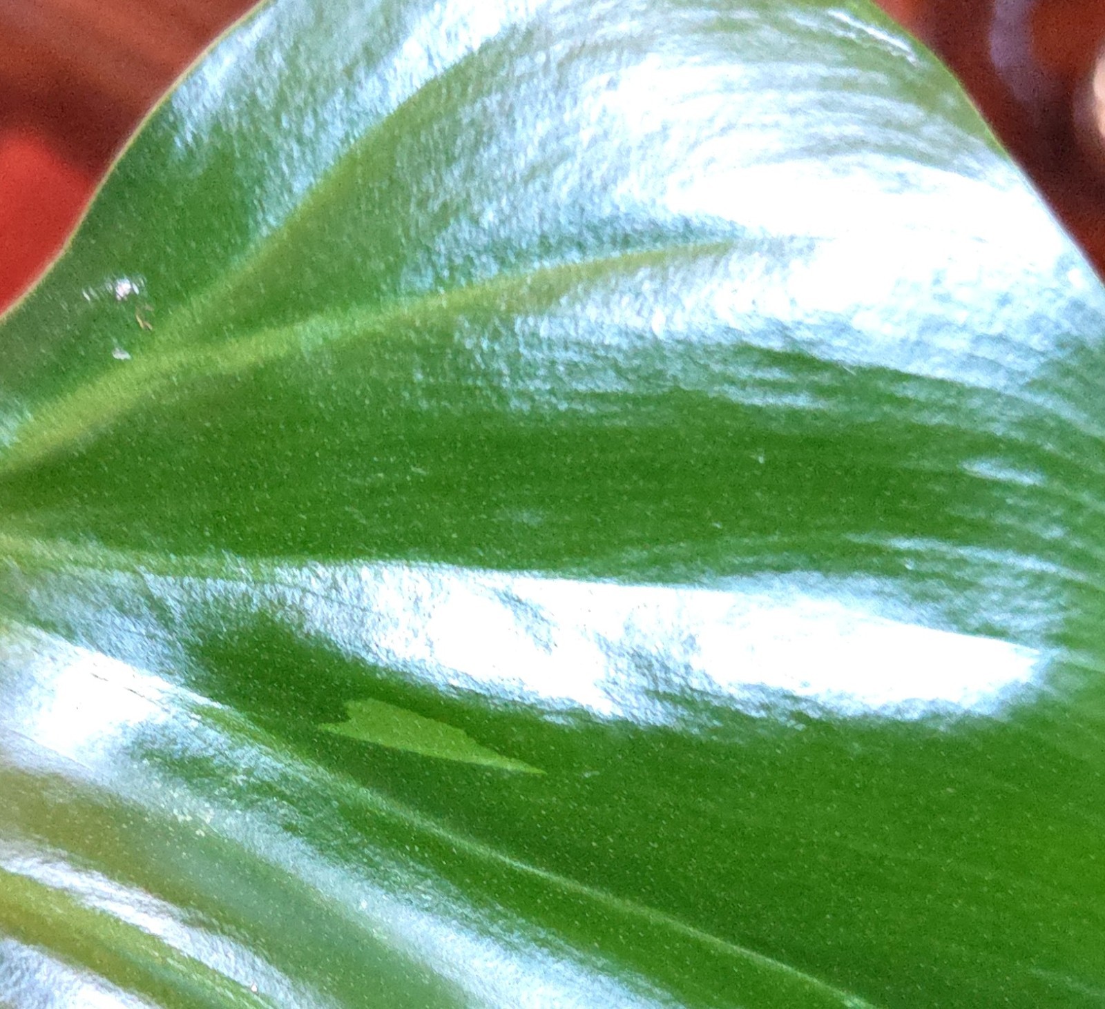 Rare XL Philodendron Giganteum Mint 30″ Tall Not Monstera Anthurium Syngonium