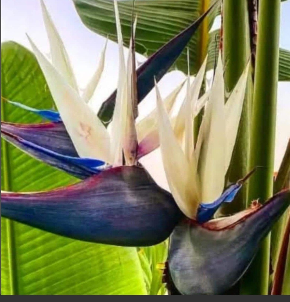 Strelitzia Bird Of Paradise Bundle White And Mandela’s Gold Live Starter Plants