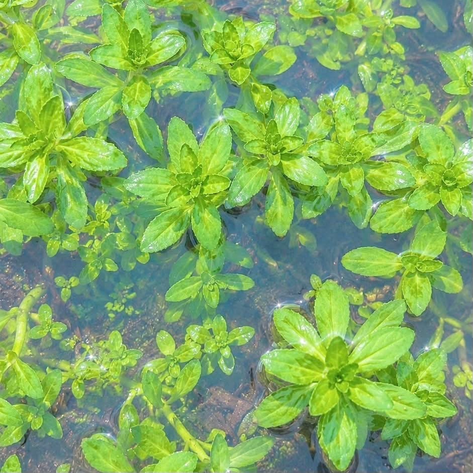 A Bunch Rice paddy herb Limnophila Live Aquarium Plant Buy 2 Get 1 Free