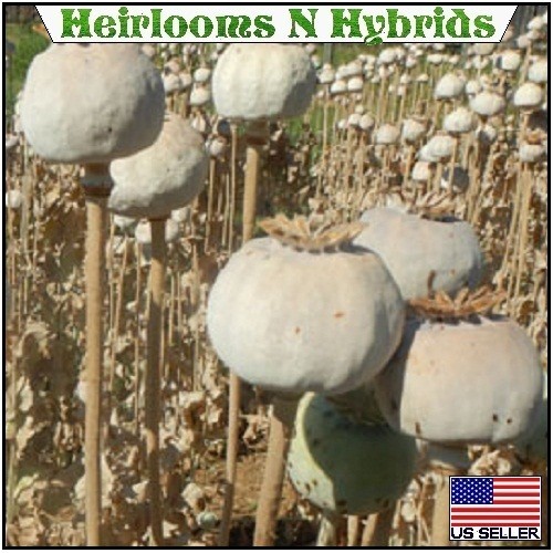 20,000 Hungarian Poppy Seeds Stratified Papaever Somniferum Import For Planting
