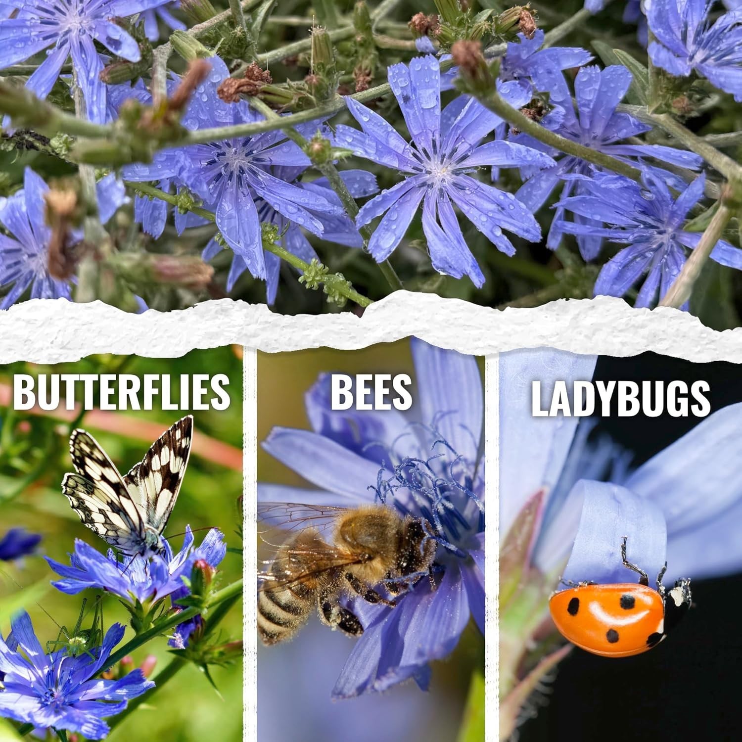 Seed Needs Chicory Seeds 30,000+ Italian Dandelion Non-GMO Heirloom & Untreated