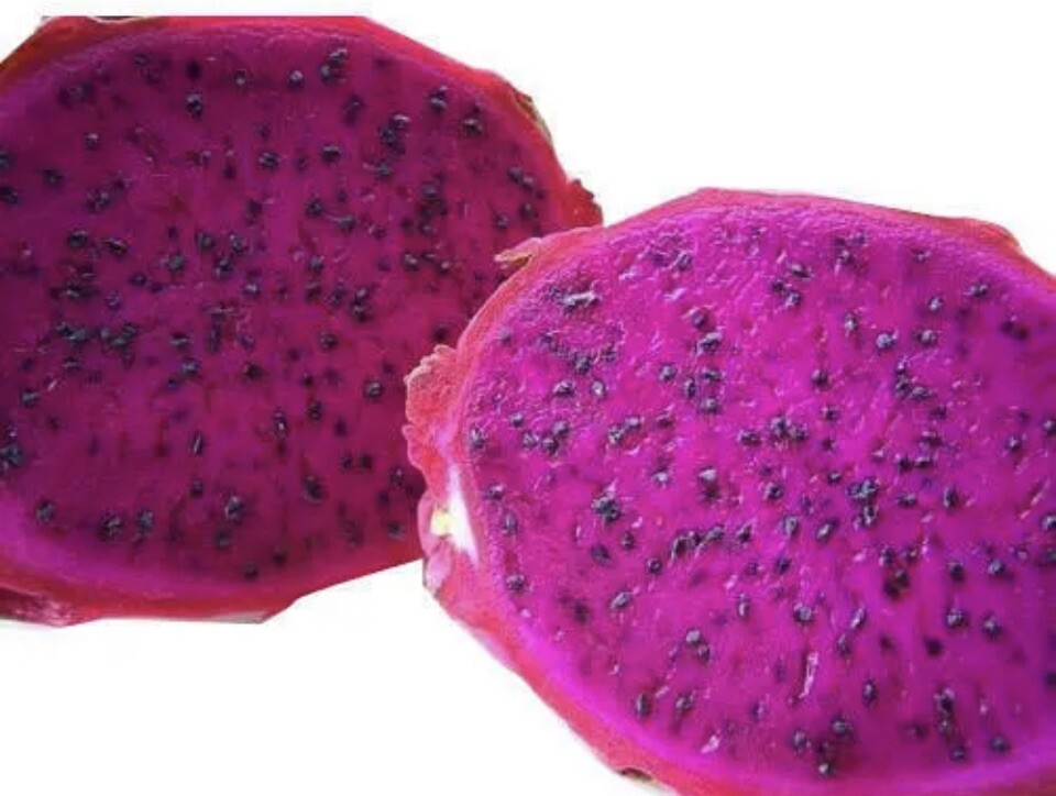 5 Rare DRAGON FRUIT CUTTING 8-12 Inches Check Description