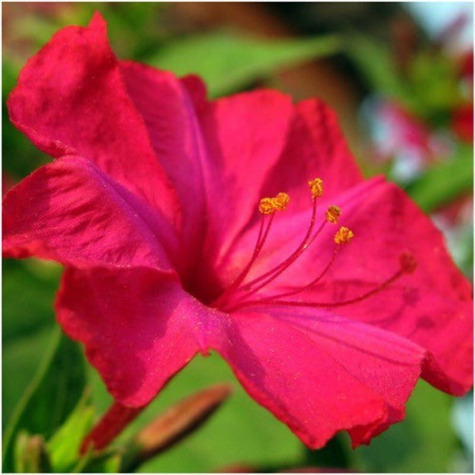 25 Red 4 O’Clock Seeds Fragrant Flowers Perennial Mirabilis Jalapa