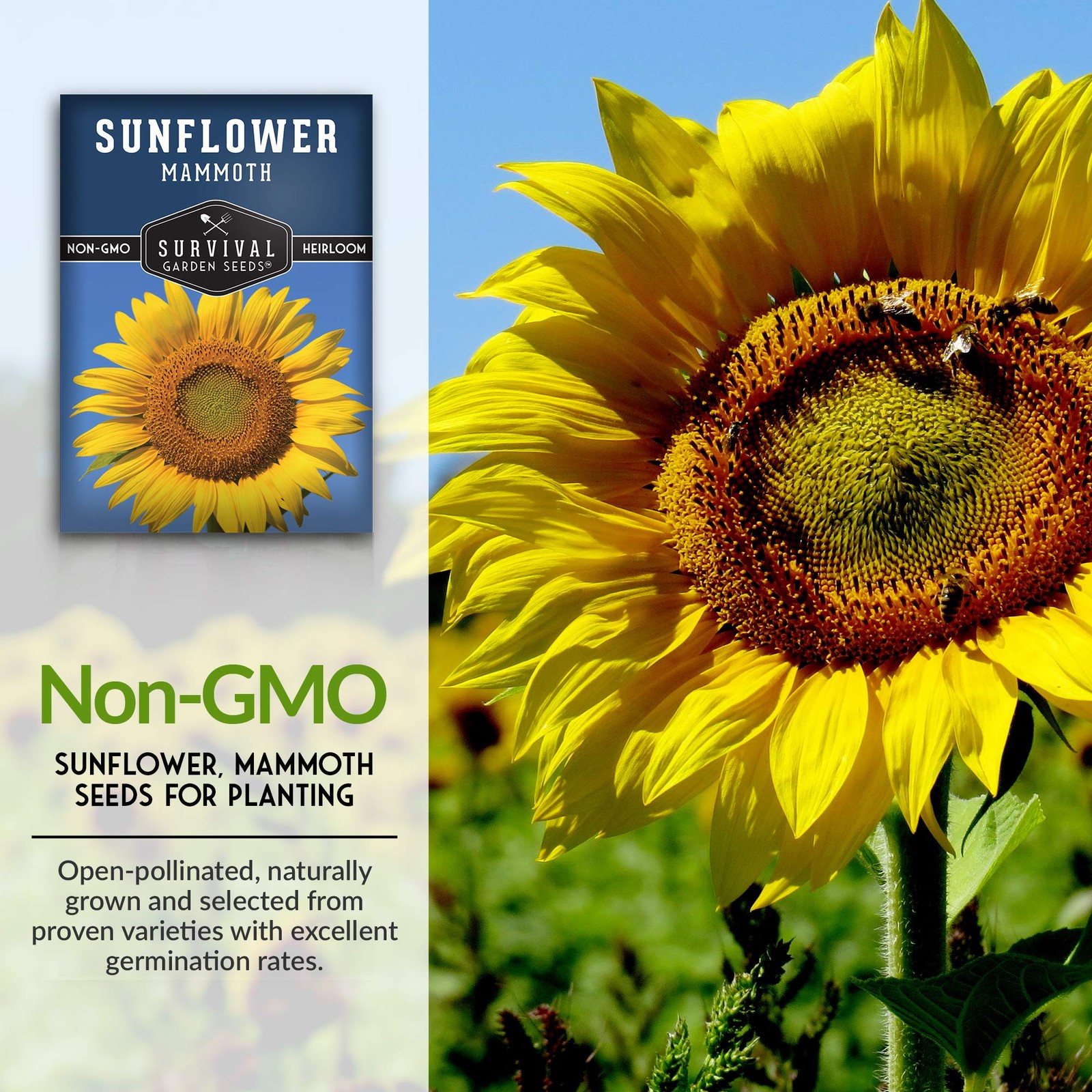 Mammoth Sunflower Seeds for Planting | Giant 12 ft Plants with Edible Yellow