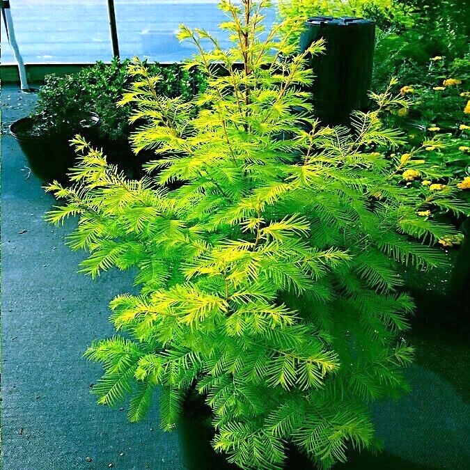Dawn Redwood Tree Seeds (Metasequoia glyptostroboides) Fast Hardy Bonsai Plant