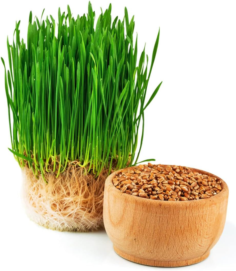 Hard Red Wheatgrass Seeds, 5 Lb Bulk – Non-Gmo | Hard Red Winter Wheat Variety.