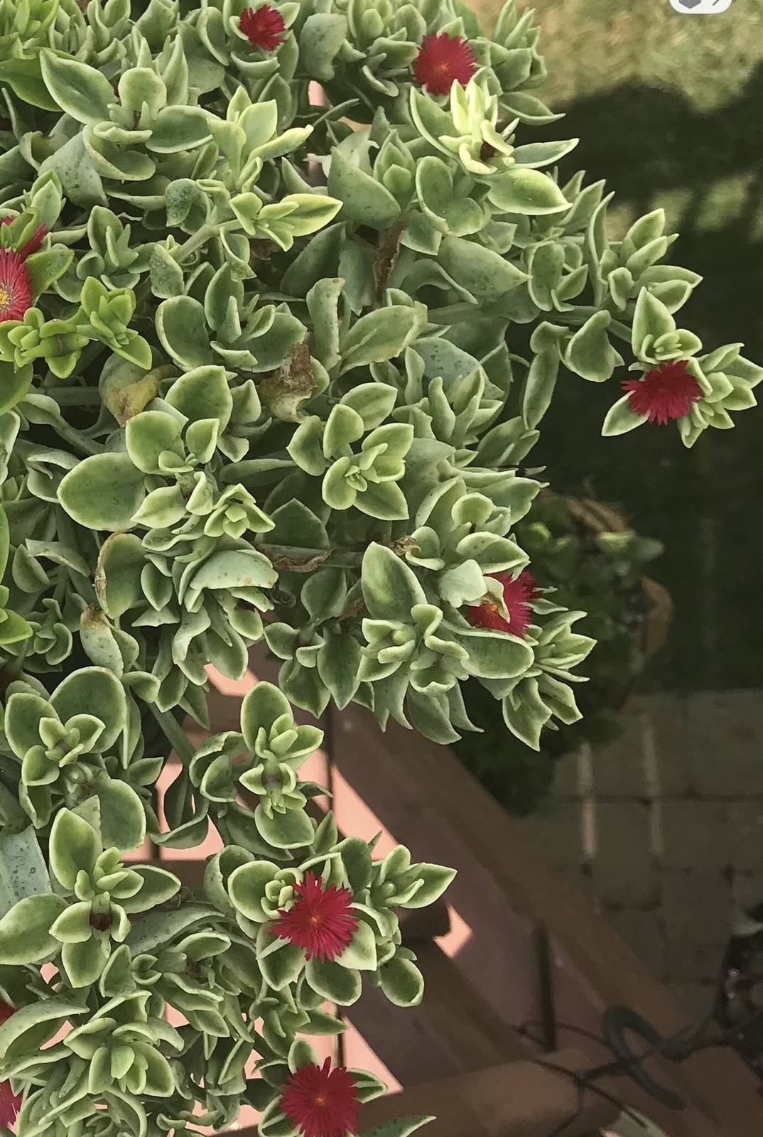 20+ Succulent Cuttings with 10 Different Varieties