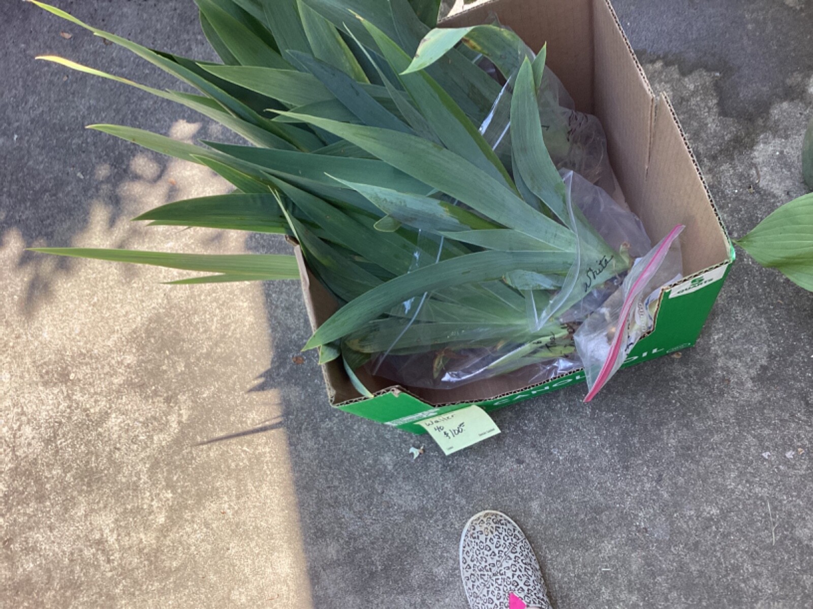 2 Rhizomes, Light Purple Bearded Iris, hardy and healthy