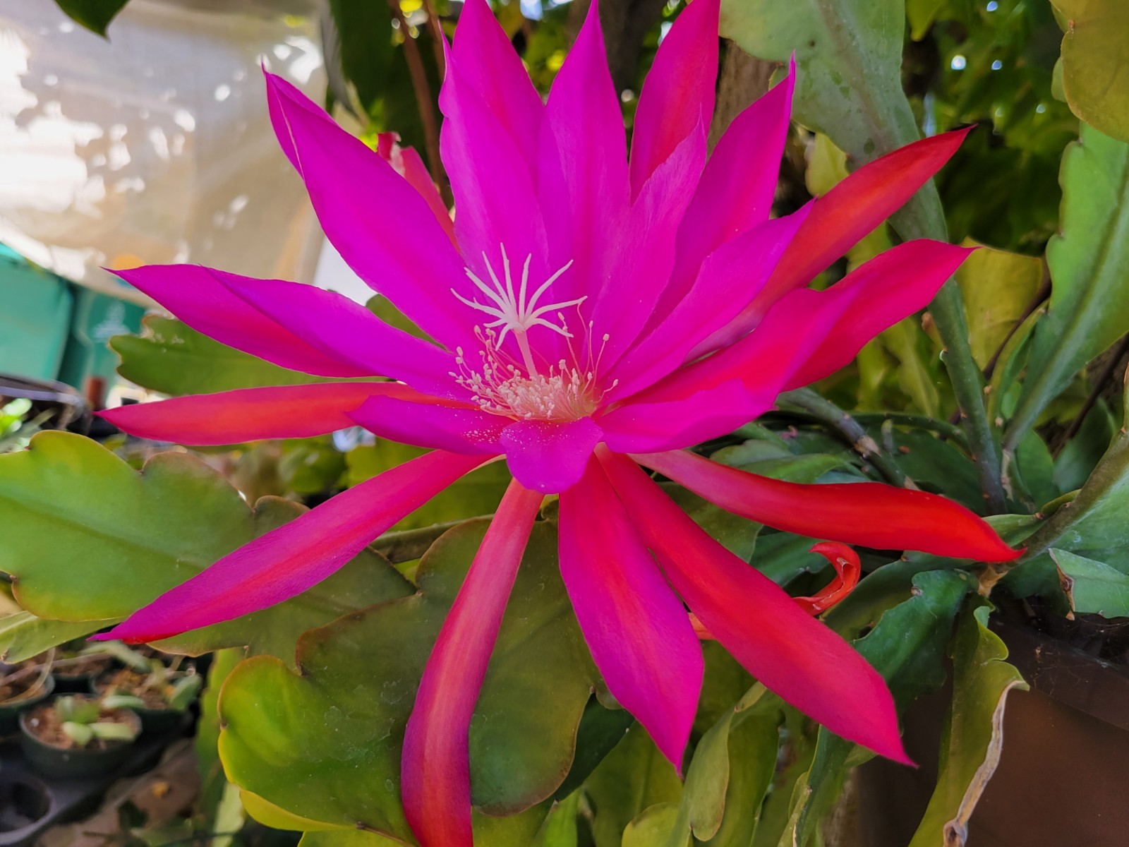Epiphyllum Oriental Dancer Unrooted Cuttings / 8 to 10 inches long / Epicactus