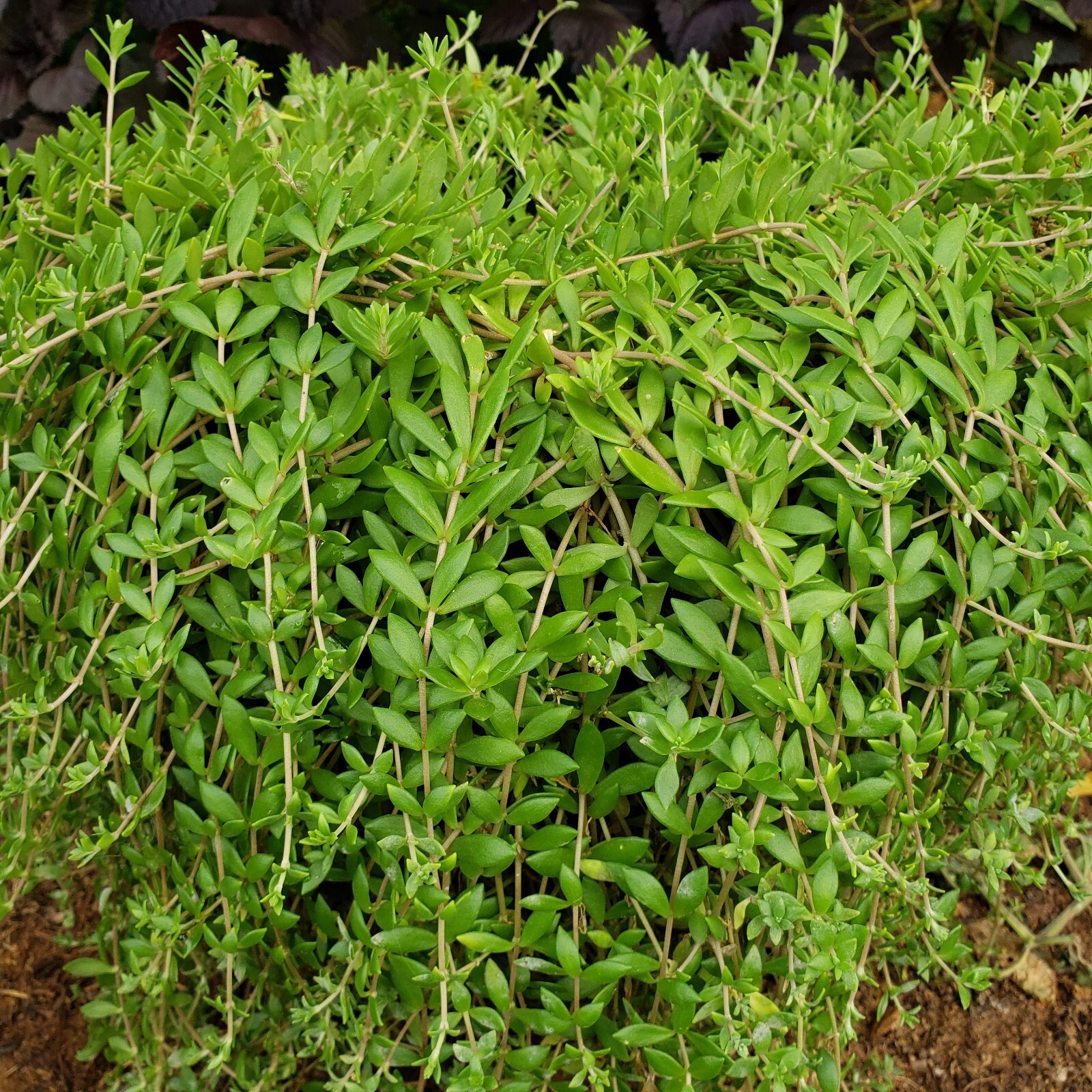 50 Sedum Sarmentosum Fast Growing Creeping Perennial Edible Live Plant Cuttings