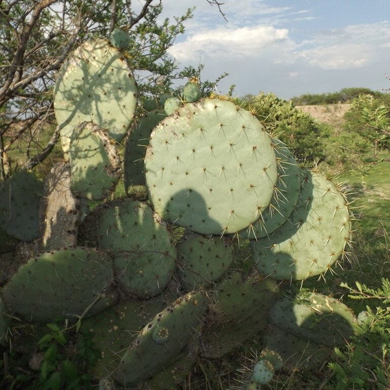 Prickly Pear Cactus ‘Vejo’ (O. gilvescens) COLD HARDY