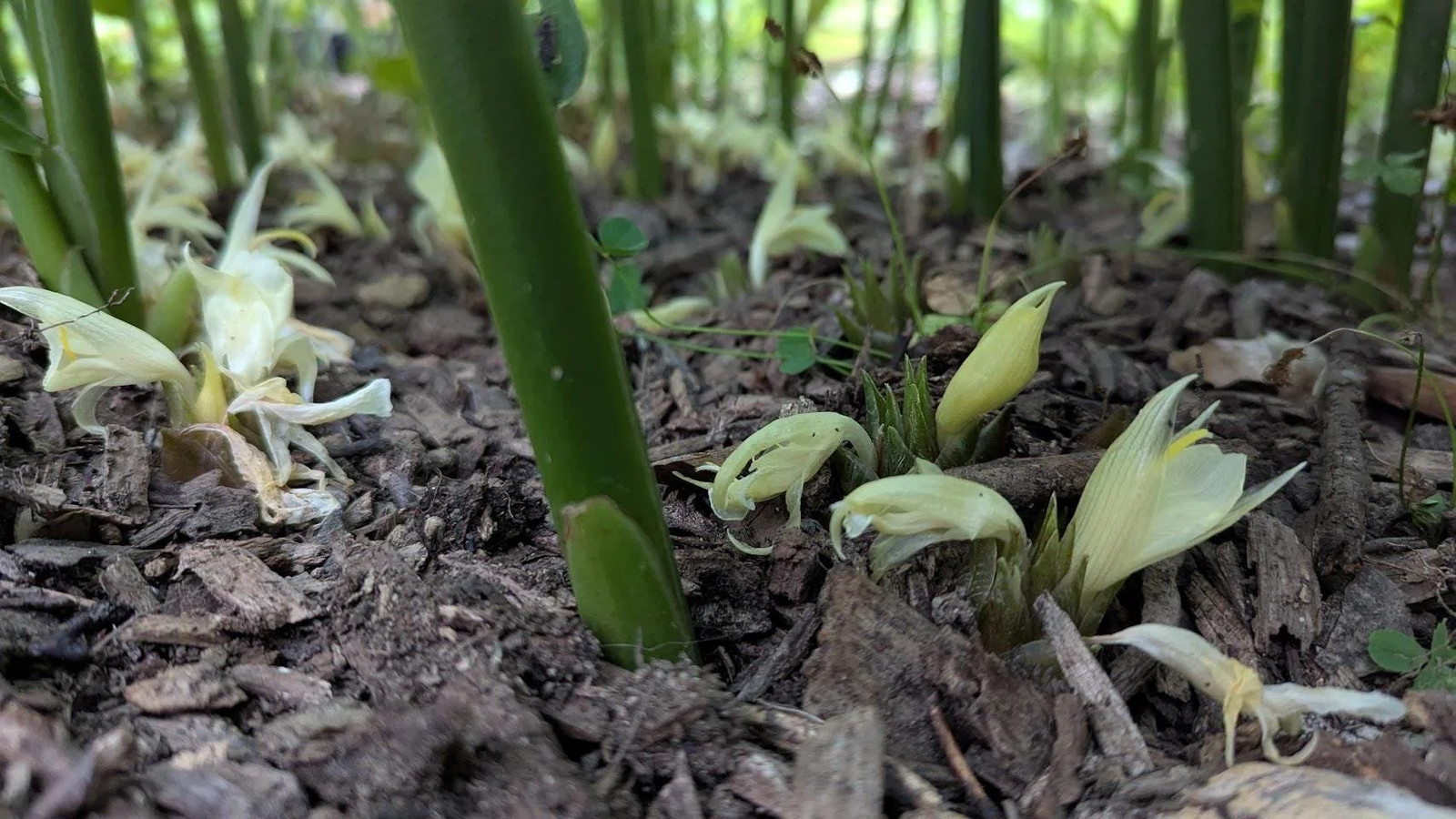 Myoga Ginger Live Roots, Cold Hardy Young Plants (Zone 5b)
