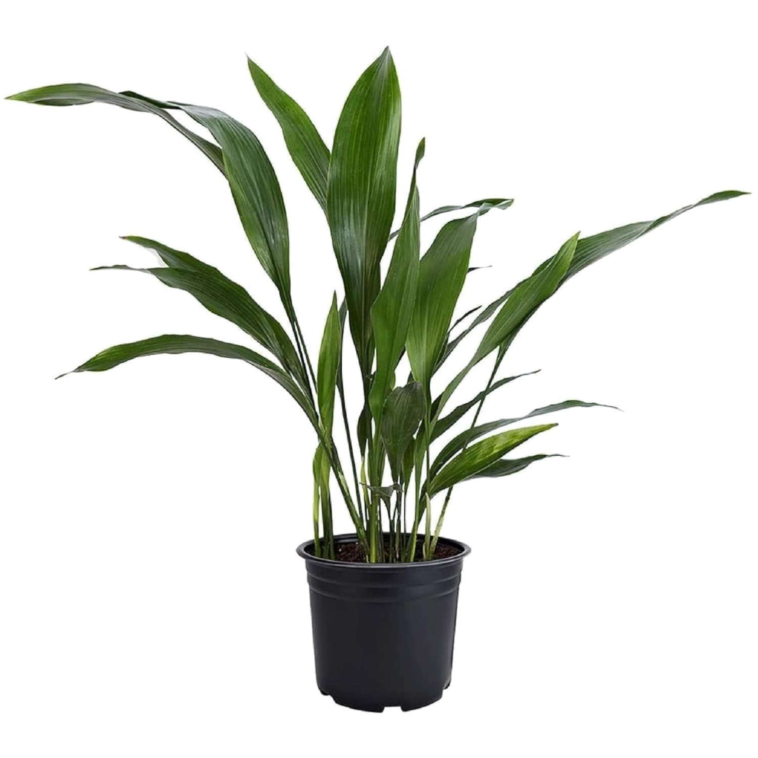 Resilient Low-Light Houseplant – Easy Care & Stunning Green