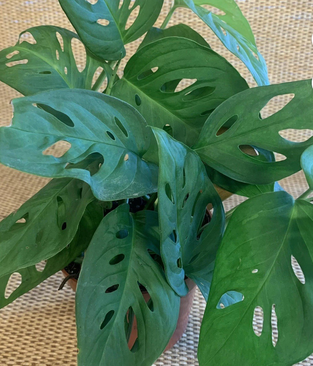 MONSTERA ADANSONII SWISS CHEESE ROOTED LIVE PLANT
