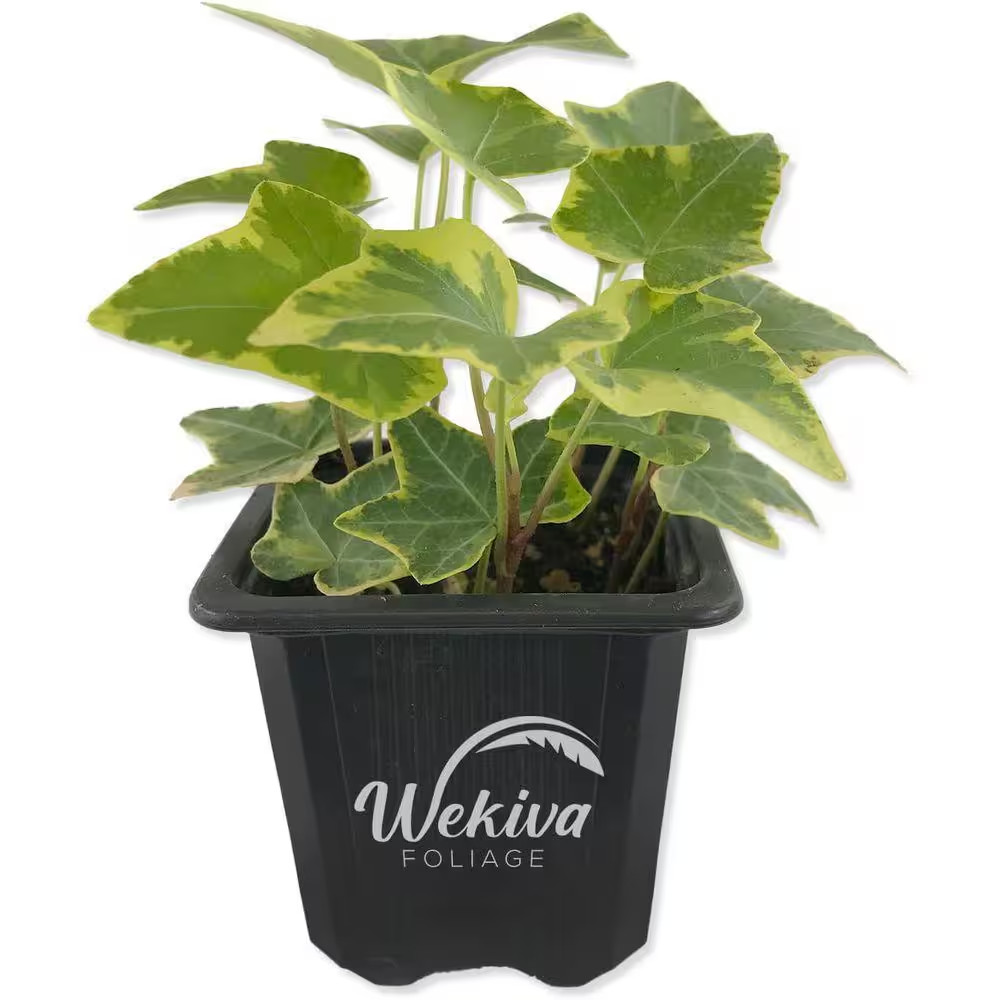 Golden English Ivy-3 Live Plants in 3 In. Pots-Hedera Helix-Beautiful Easy Care