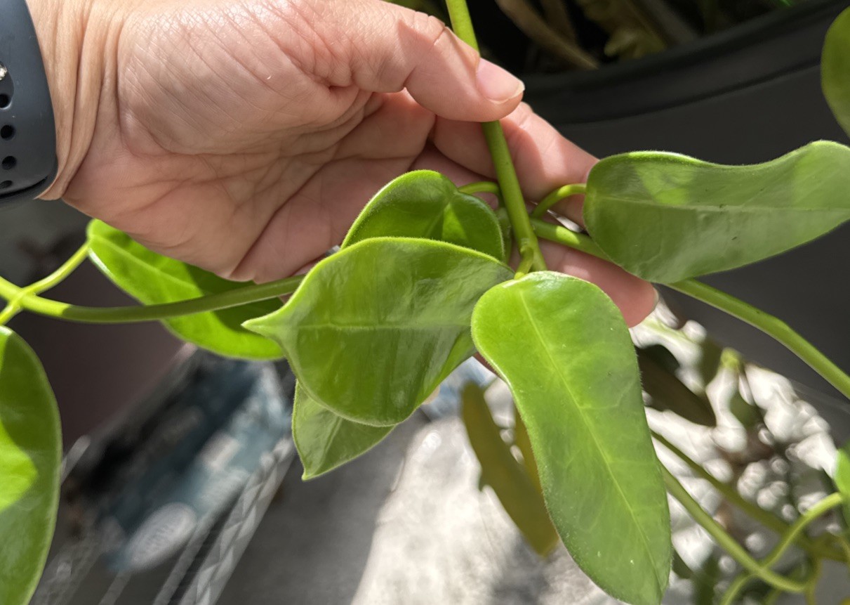 Rare Gold star Hoya Cutting 11” Multiple Nodes Ships From US