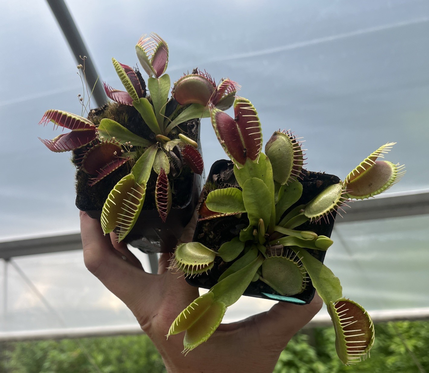 TYPICALS GONE WILD Live Potted Venus Flytrap Vigorous Plant